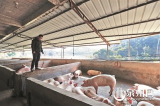 如何恰当购买猪肉期货？购买过程有哪些注意要点？