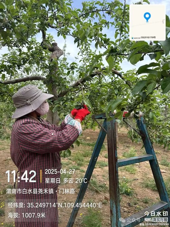 【中财研究】2025年新季苹果坐果调研纪实（西部部分产区篇）  第3张