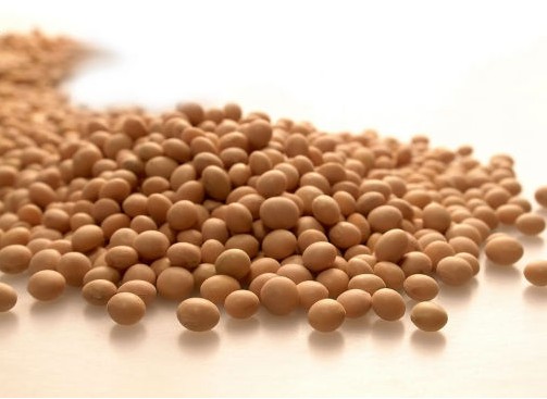 如何看待芝加哥大豆期权？该期权有什么特点和市场影响？  第1张